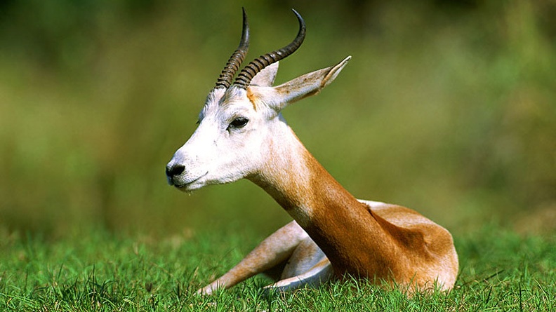 A Resting Gazelle, African Savannah